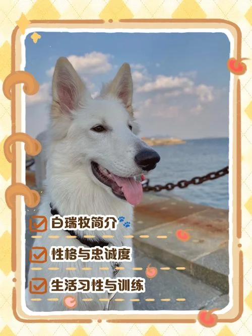 梦见白色的狗什么意思-梦见白狗含义解析