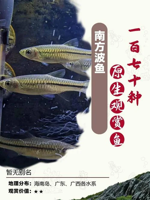 同乐鱼还叫什么鱼_1