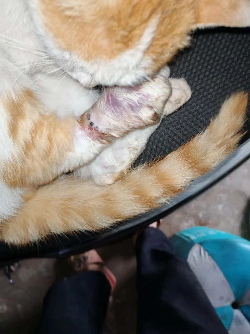 梦见被猫咬住不放吓醒-被猫咬醒吓