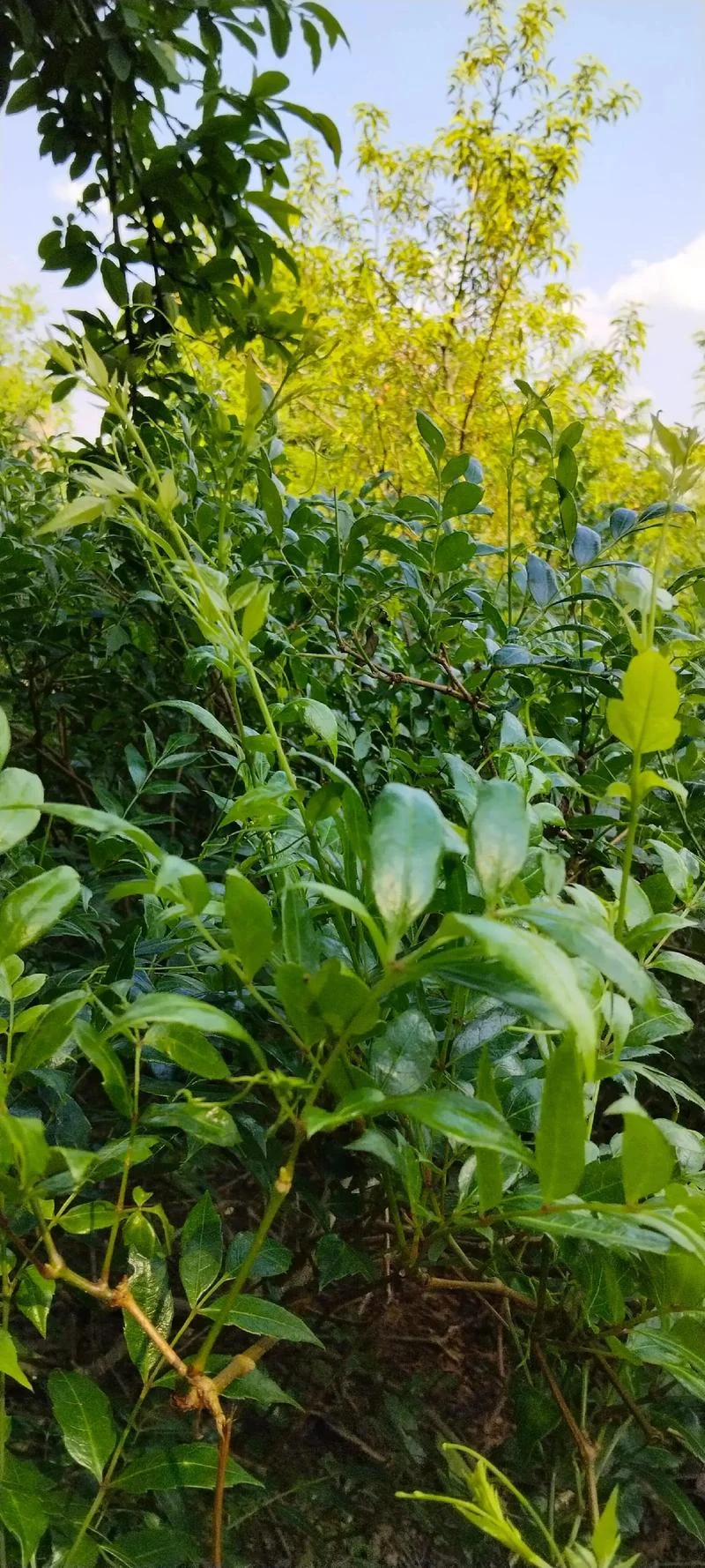 莓茶现在有多少亩_1