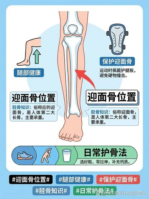 小腿上面的骨头叫什么_2