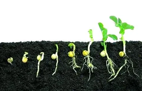 梦见豆子发芽预示什么-梦见豆子发芽寓意