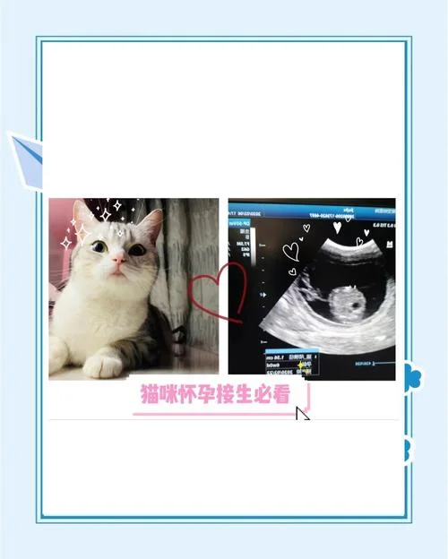 孕妇梦到一只猫-孕妇梦见猫