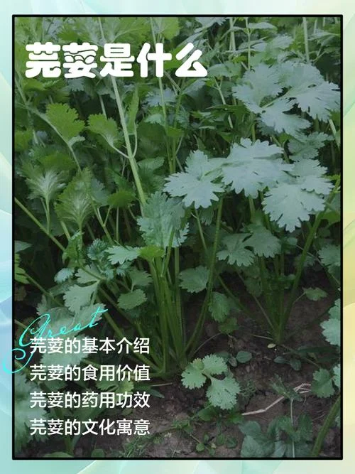 大芫荽学名叫什么_1