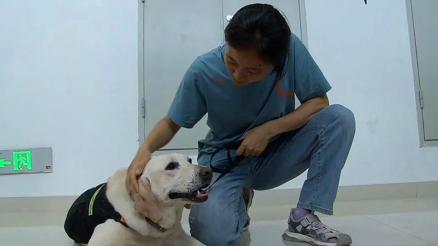 领养退役导盲犬条件_2
