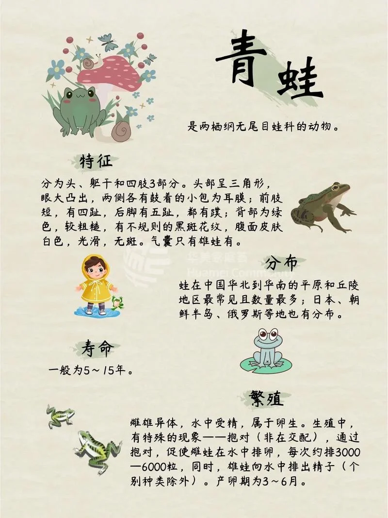 青蛙为什么是两栖动物_1