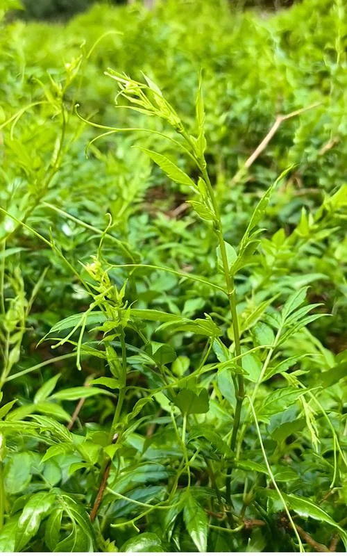 莓茶现在有多少亩_2