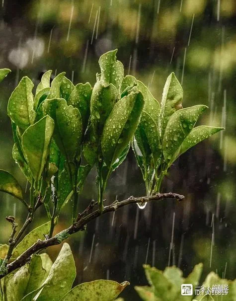 梦见咖啡店开业下雨了_1