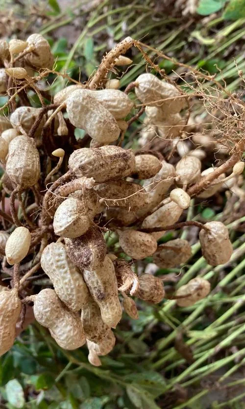 梦见收花生但果实少_1