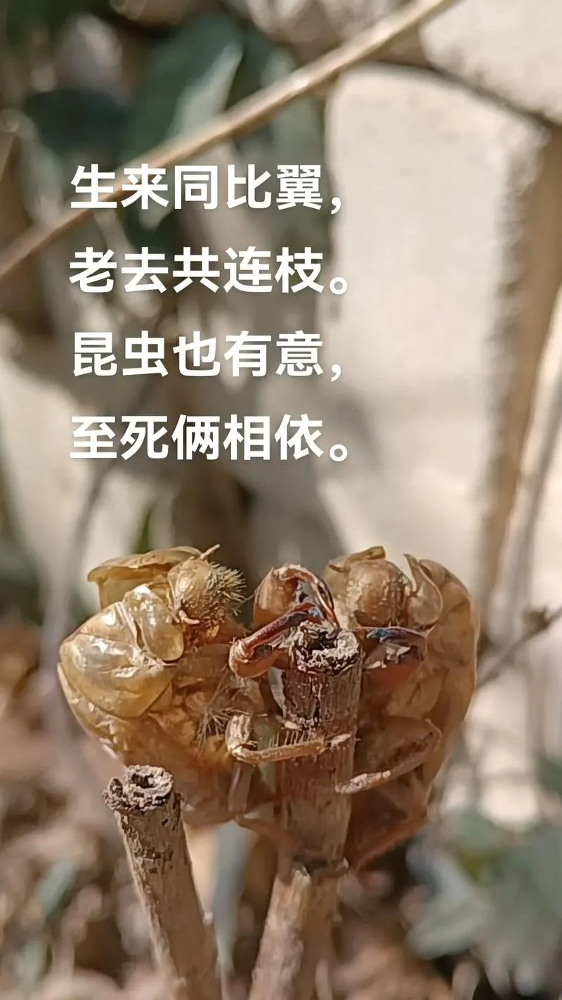 直教生死相许的上一句是什么_2