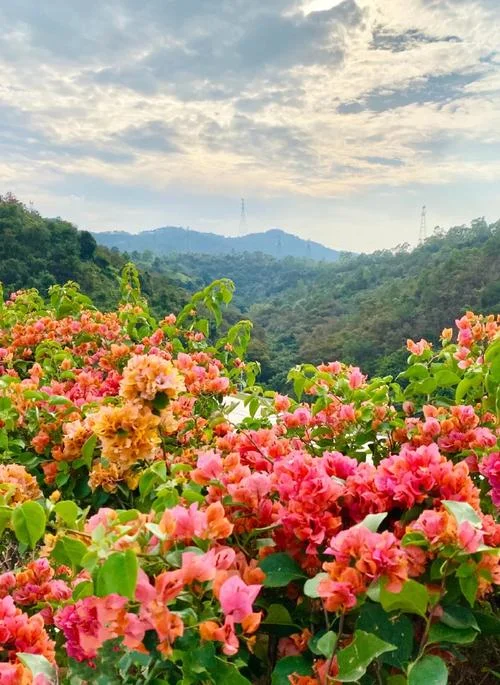 惠州看花的景点_2