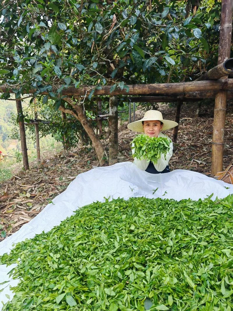 种茶的人叫什么-种植者姓名
