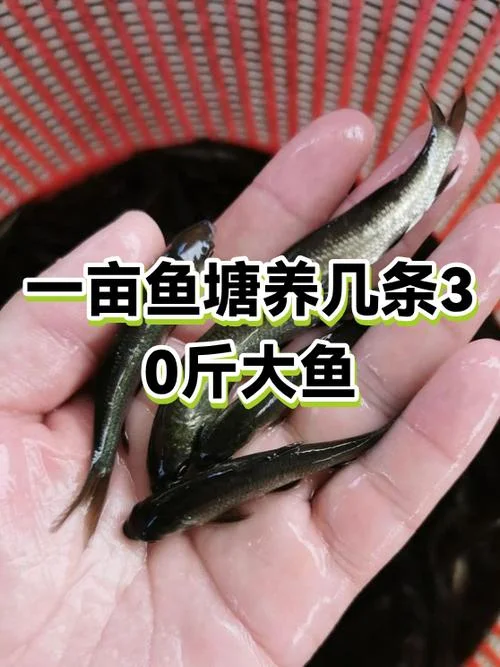 一亩鱼塘水深一米能养多少鱼_1