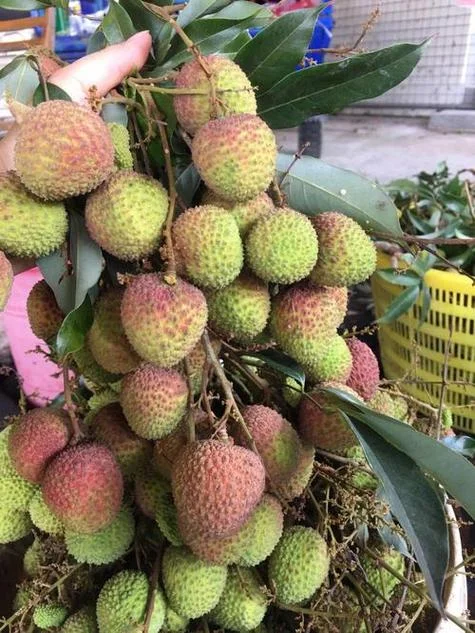 孕妇梦见青荔枝_2