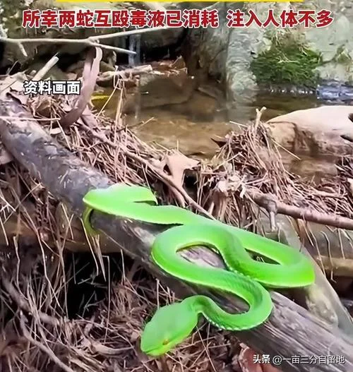 梦见2条蛇在要咬人把蛇打死-梦双蛇咬人打死