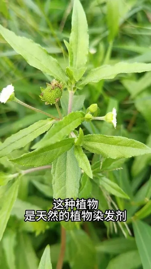 新疆染发植物叫什么_2