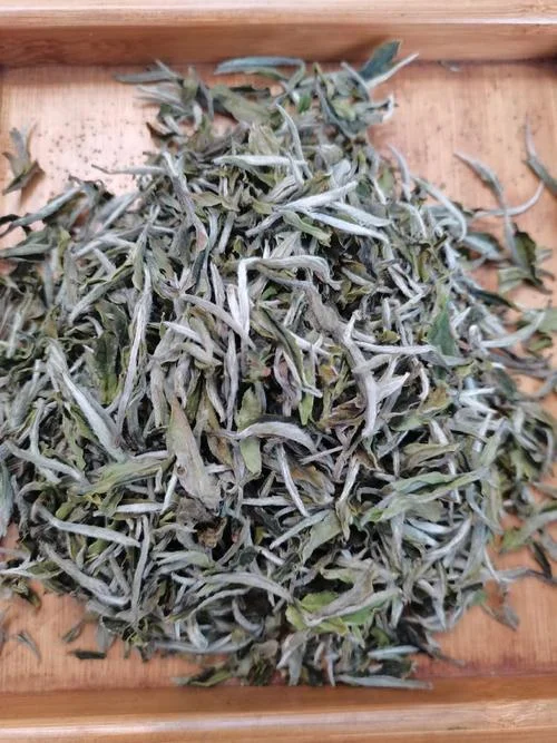 福鼎白茶有多少亩_1