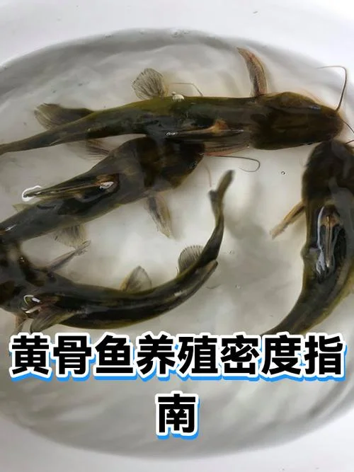 一平方网箱能养殖多少尾黄骨鱼_2