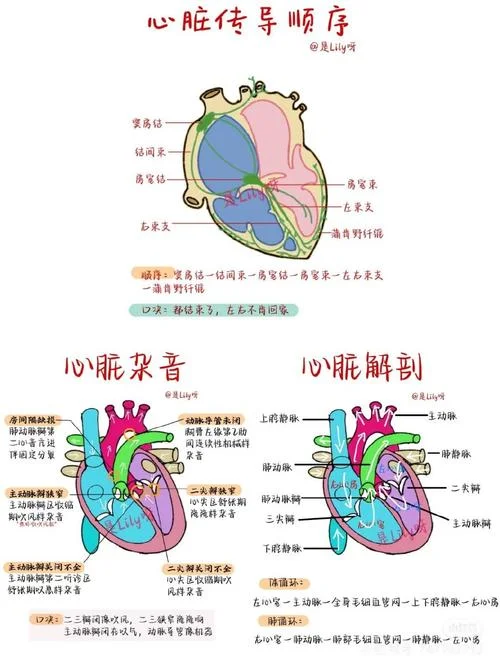 心脏构造图及其原理_2