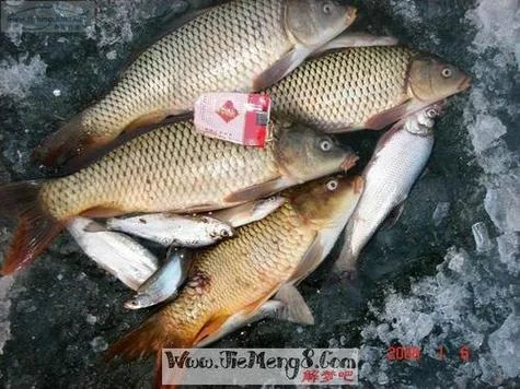 梦见抓到鱼吃了-梦捕鱼食