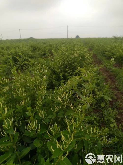 金银花种植一亩多少_2