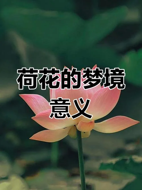 周公解梦梦见莲花花苞-周公梦见莲花花苞