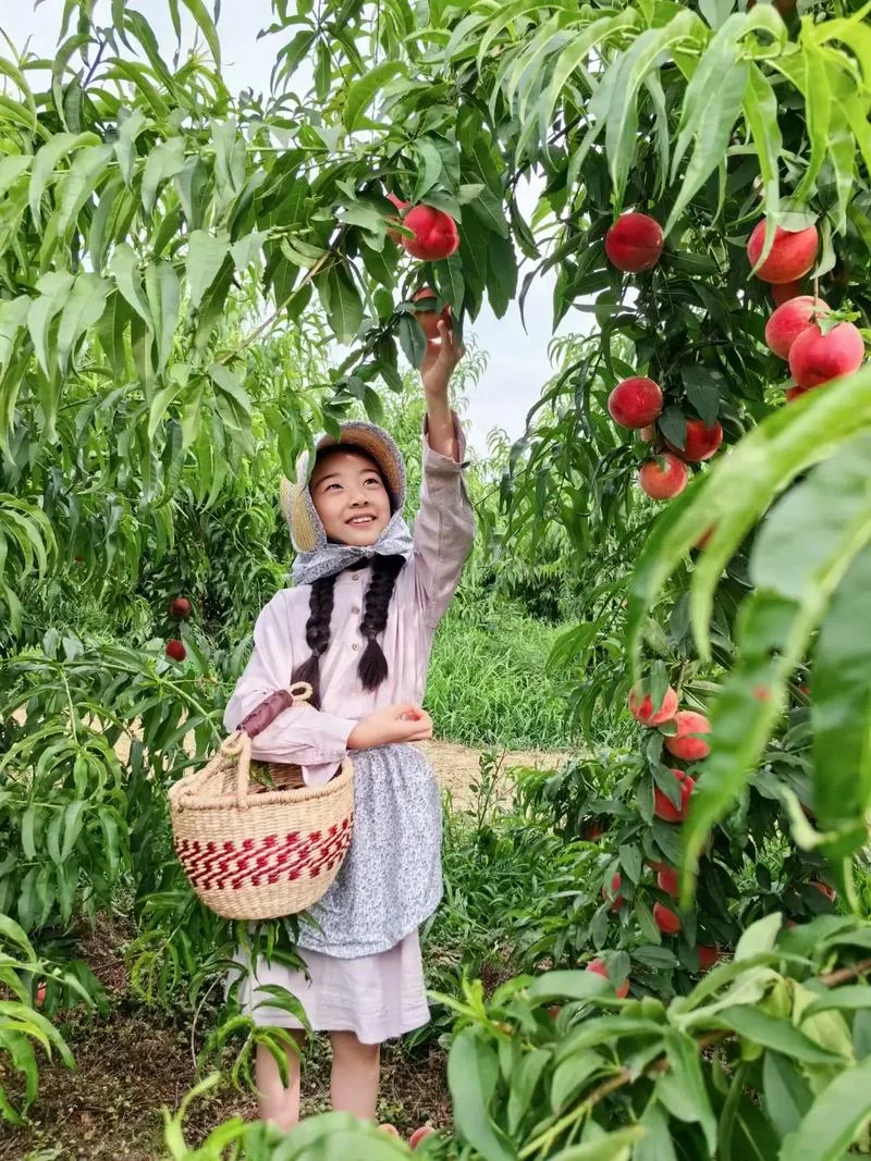 梦见摘桃子给别人吃-摘桃赠人