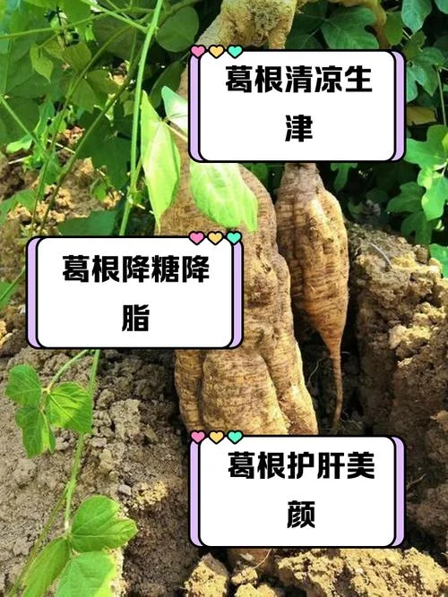 杯葛的出处_1