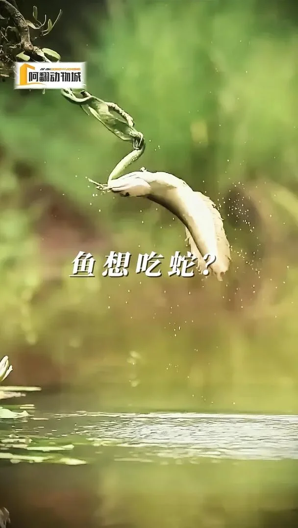 梦见很多蛇在吃鱼_2