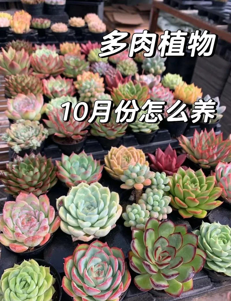 多肉的生活感悟_1