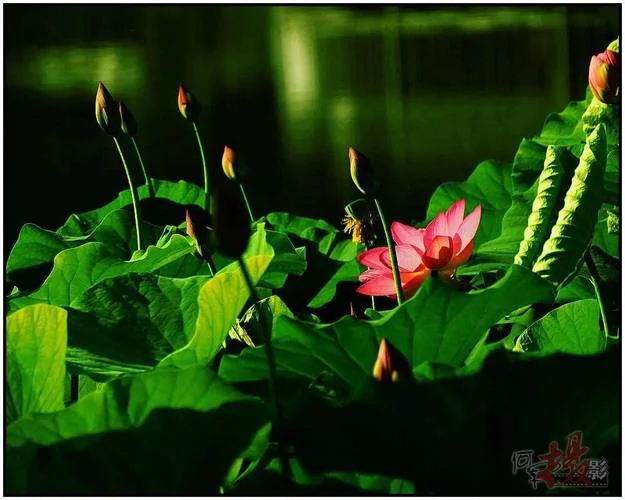 雨后荷花承恩露出处_2