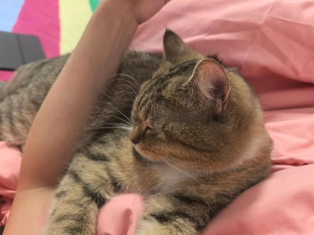梦见抱着猫是什么意思_1