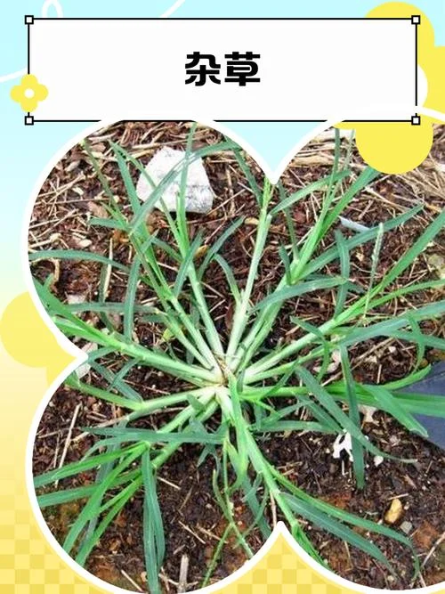 蒯草是什么意思_1
