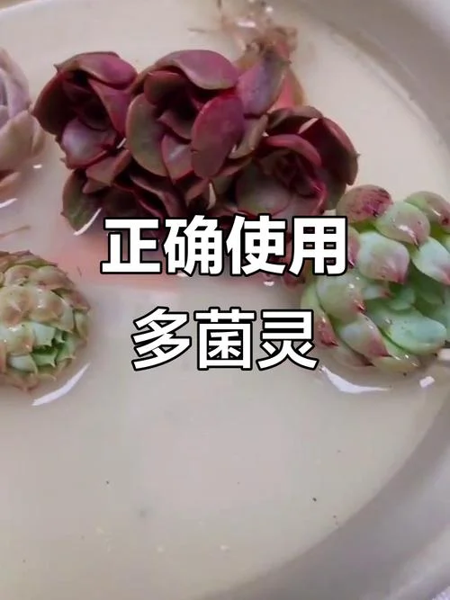 菊花斑枯病用多菌灵怎么使用_1