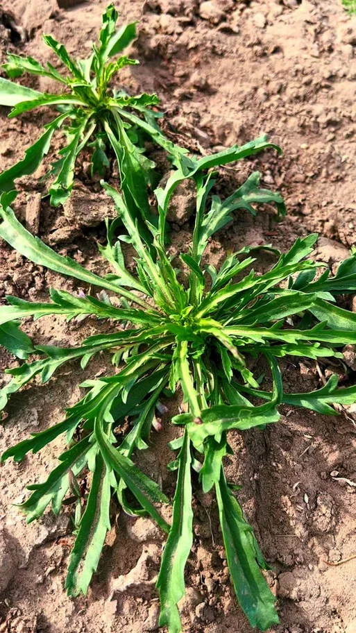 葶苈子的别名叫什么-葶苈子别名