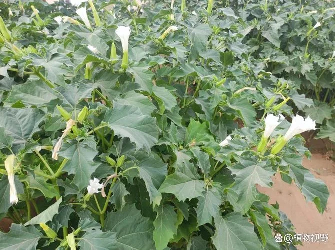 蒙汗药怎么做-蒙汗药自制偏方