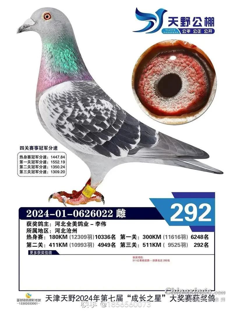 查询鸽子成绩搜鸽天下_1