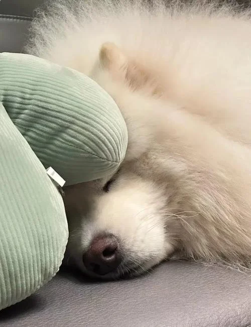 小狗做梦-幼犬梦境