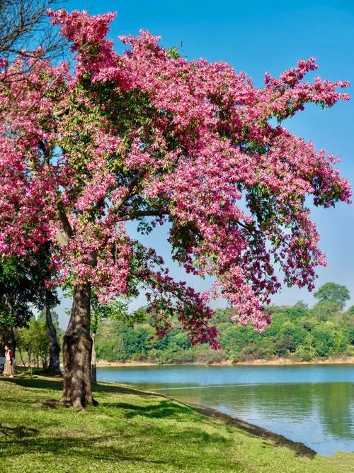 东莞梦幻百花洲景点_1