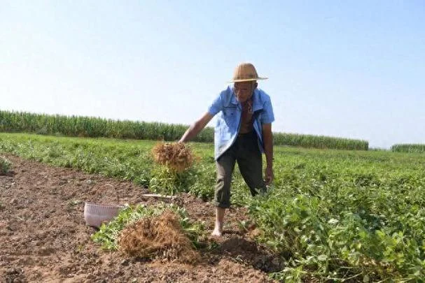 女人梦见在田里拔花生_2