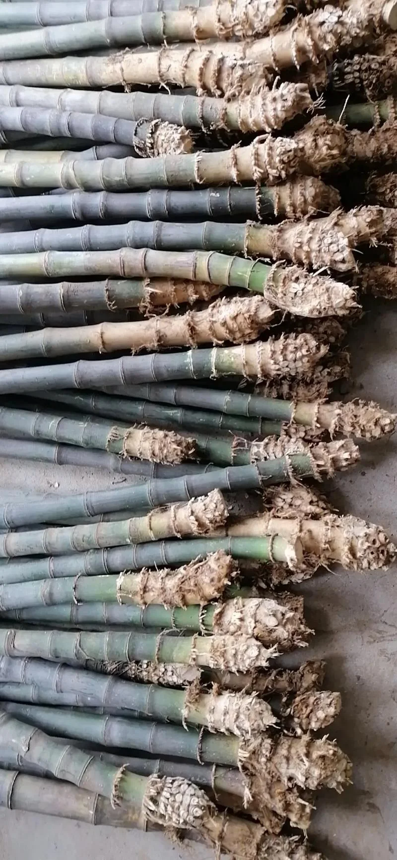 实心的竹子叫什么竹_1