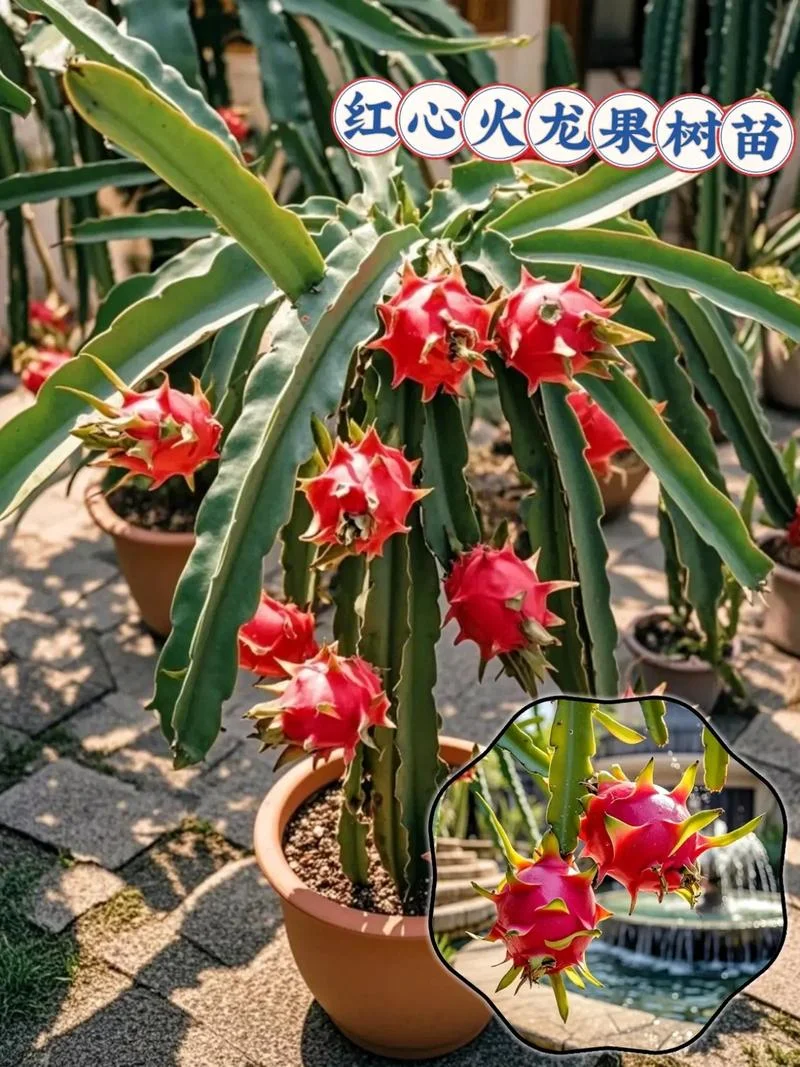 火龙果种植条件及技术_1