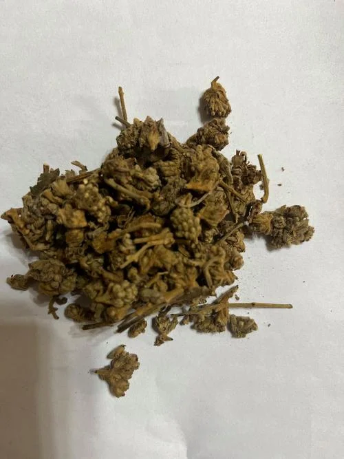 中药马胡又叫什么_2