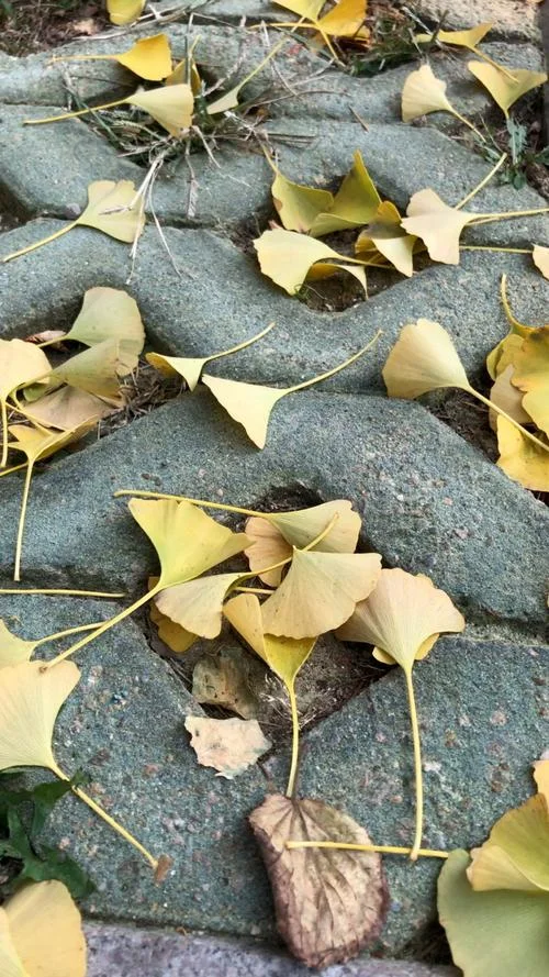梦见树叶落满满一地_1