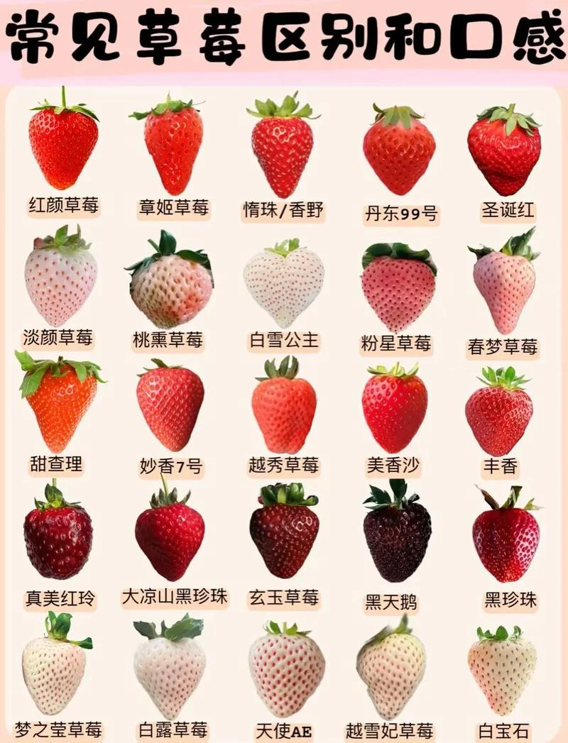 草莓在几月份种_1