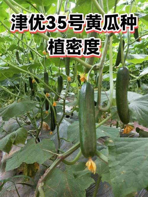 黄瓜亩种植多少株_1