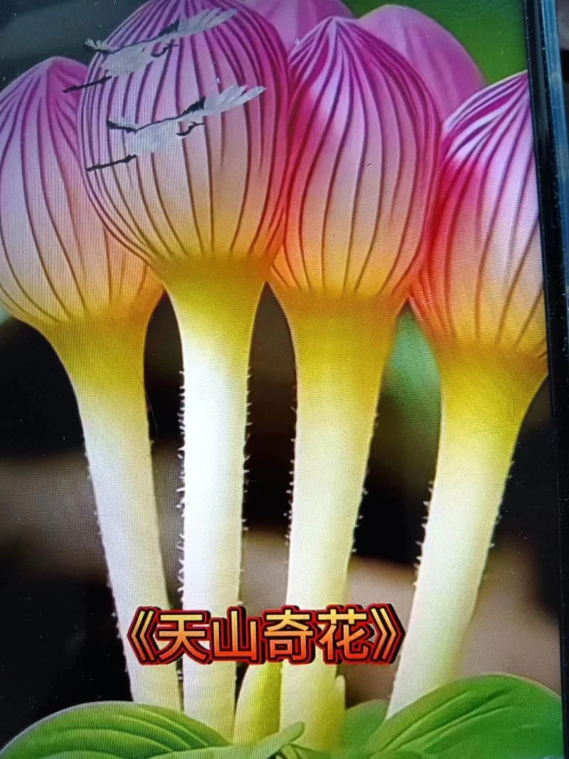 世界之大无奇不有出自哪里_1