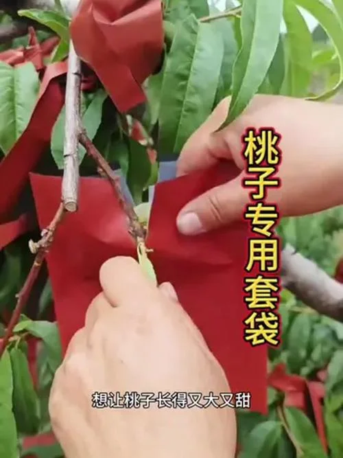 桃几月份套袋-桃四月套袋