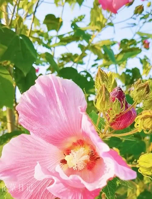 芙蓉花几月开始开花_2