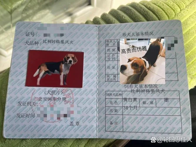 成都养狗证怎么查-成都养狗证查询